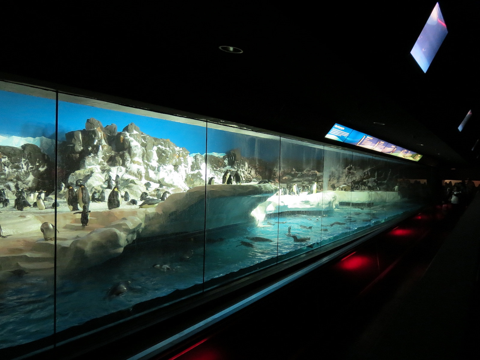 Penguin Encounter - Antarctic Penguin Exhibit