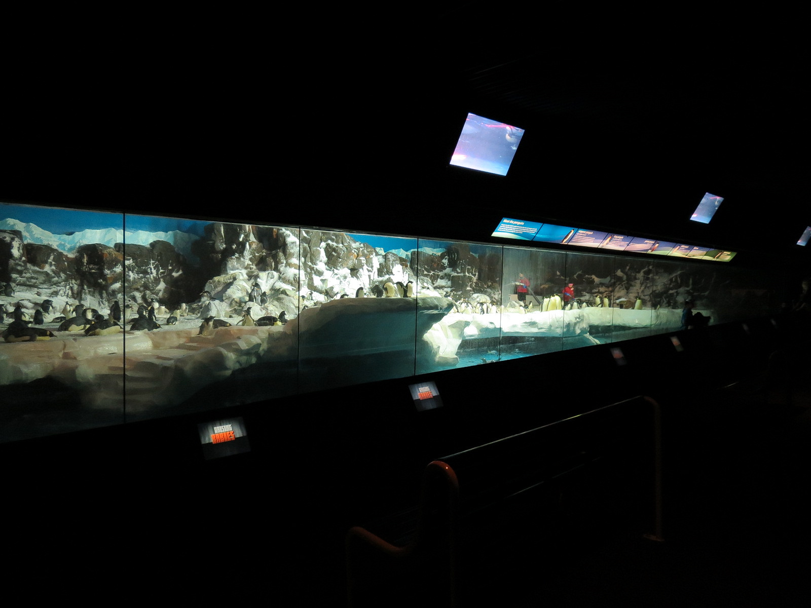 Penguin Encounter - Antarctic Penguin Exhibit