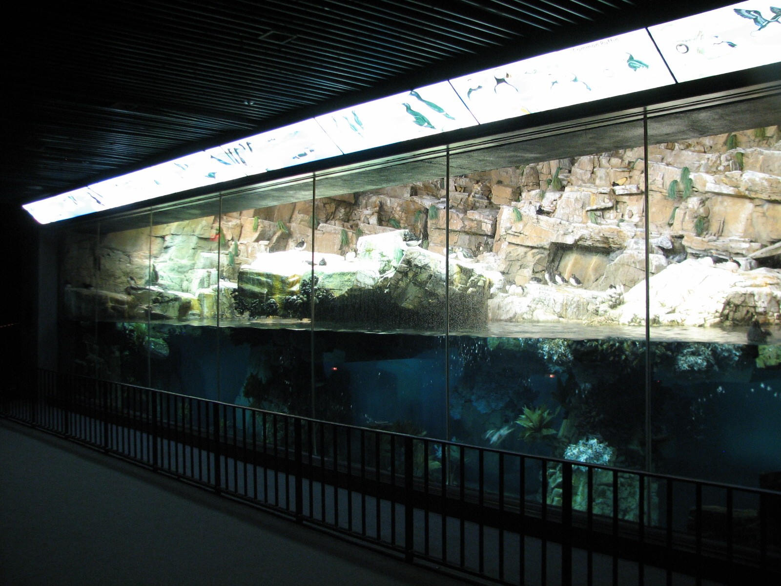 Penguin Encounter - Arctic Bird Exhibit