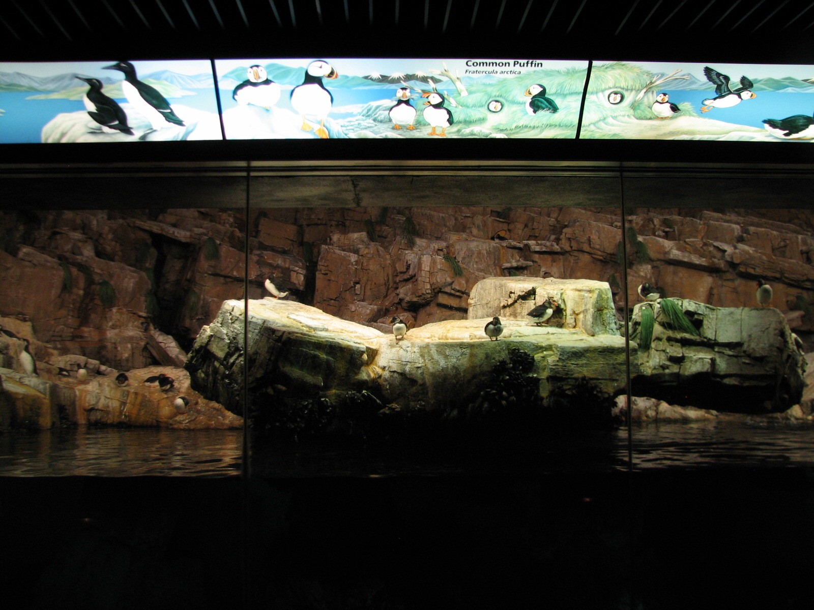 Penguin Encounter - Arctic Bird Exhibit