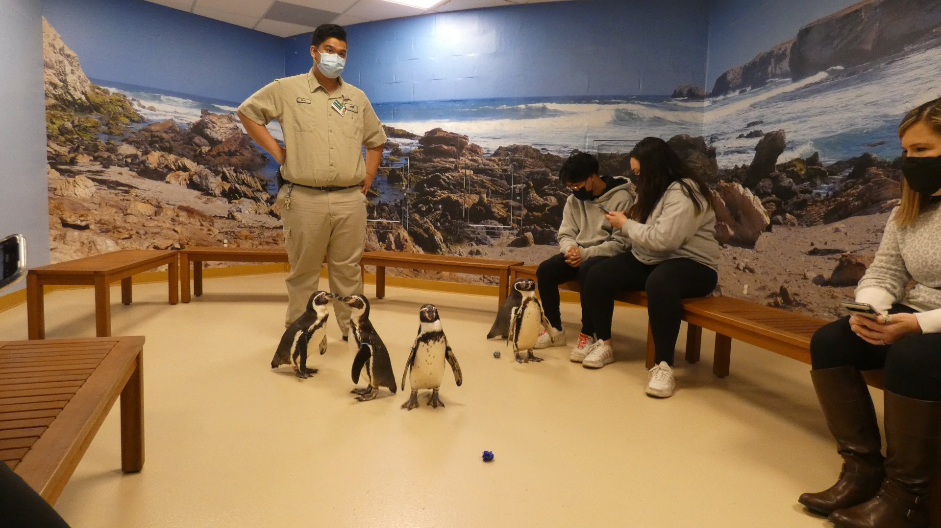 Penguin Encounter, Living Coast - Nov. 2021