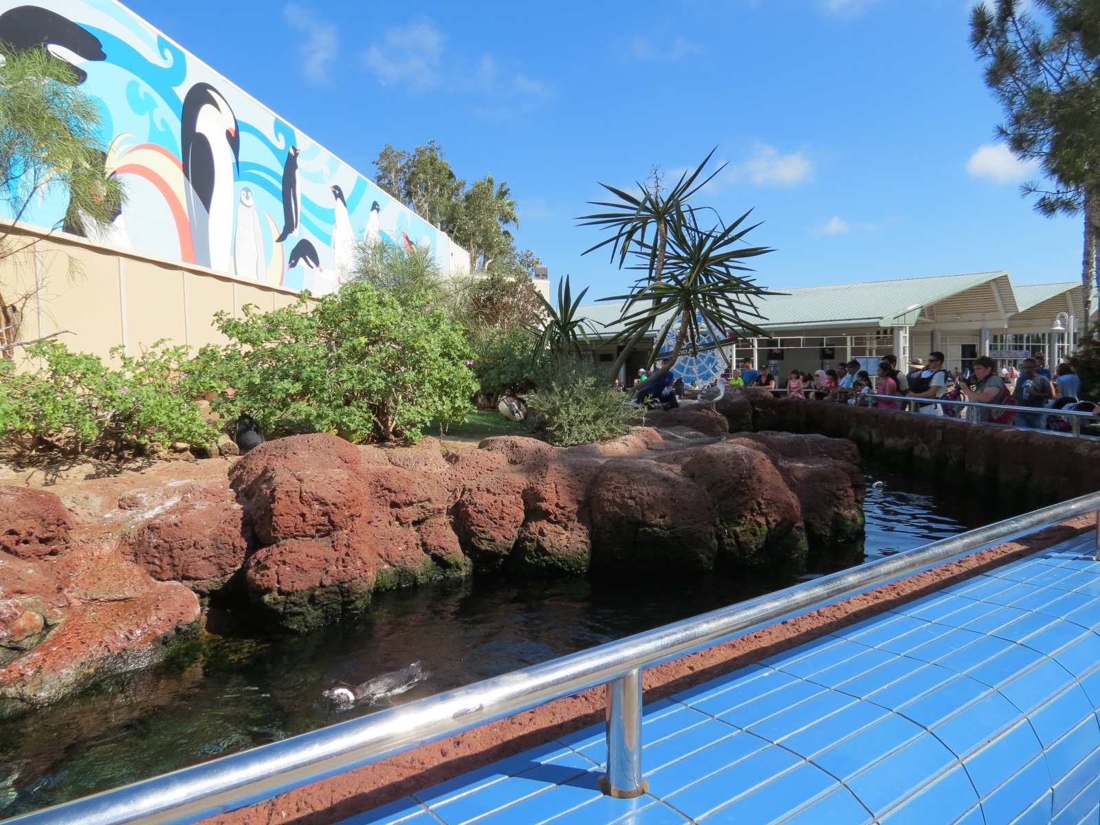 Penguin Encounter - Magellanic Penguin Exhibit