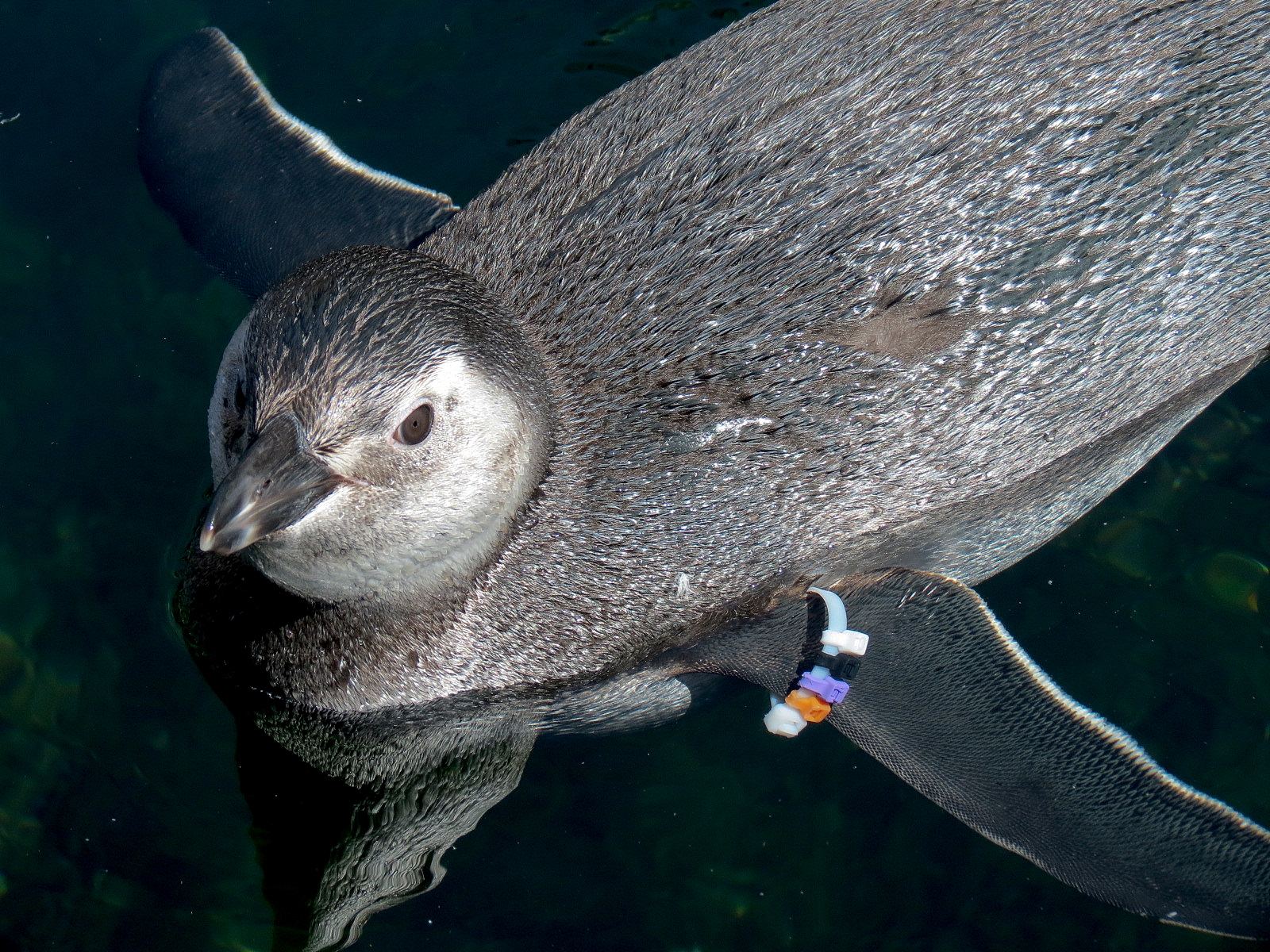 Penguin Encounter - Magellanic Penguin Exhibit