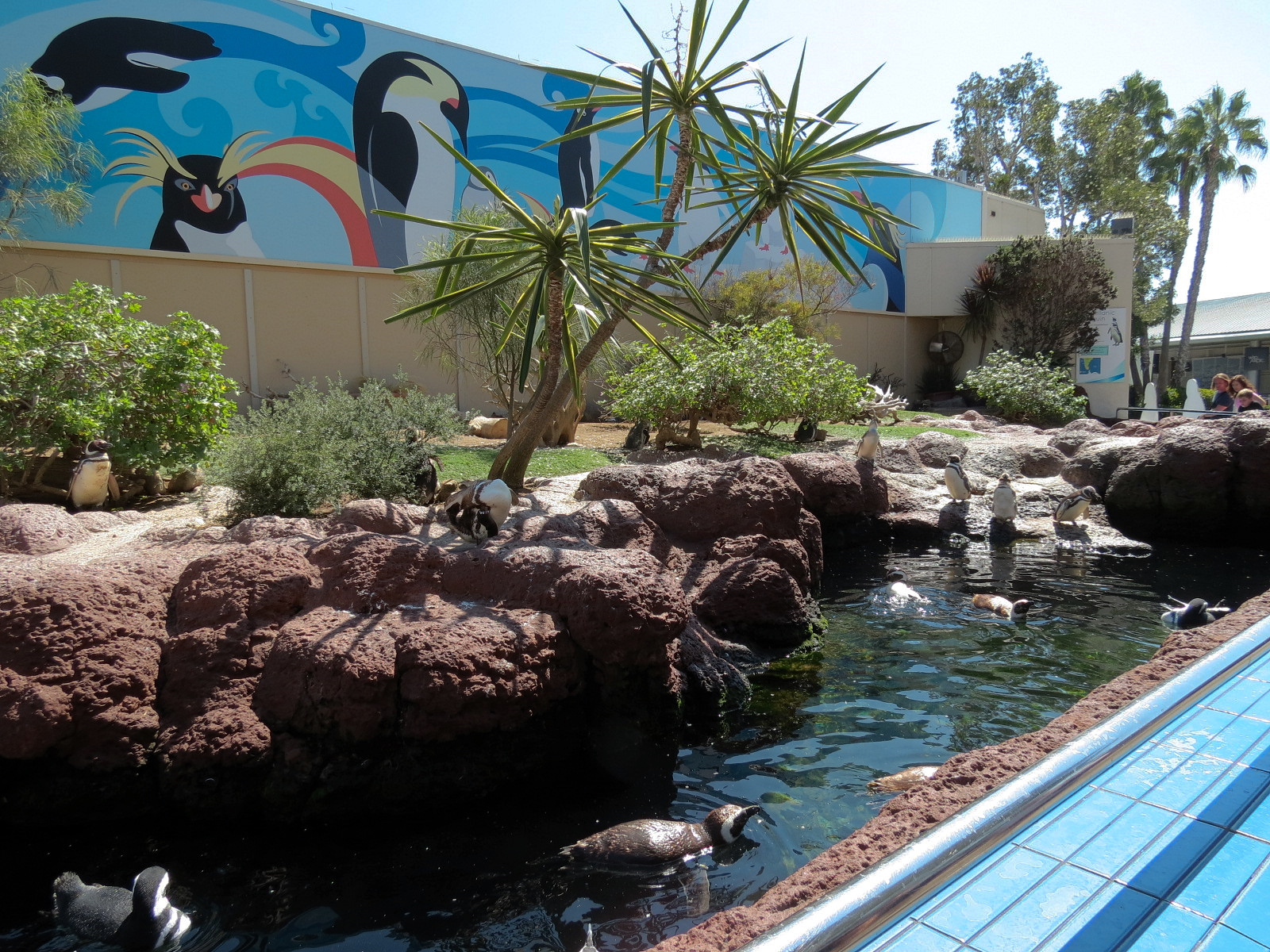 Penguin Encounter - Magellanic Penguin Exhibit