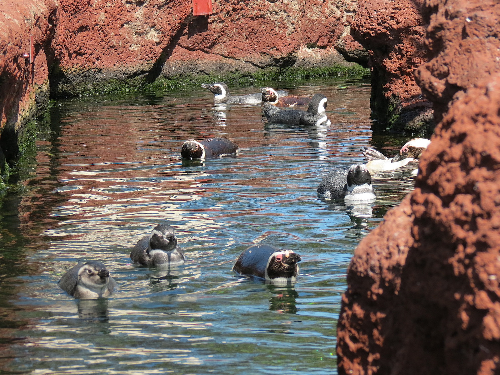 Penguin Encounter - Magellanic Penguin Exhibit