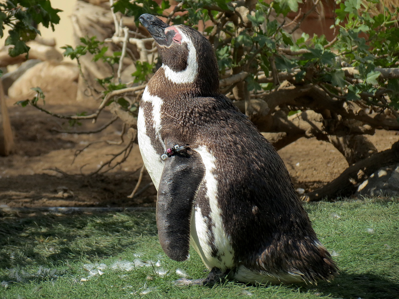 Penguin Encounter - Magellanic Penguin Exhibit