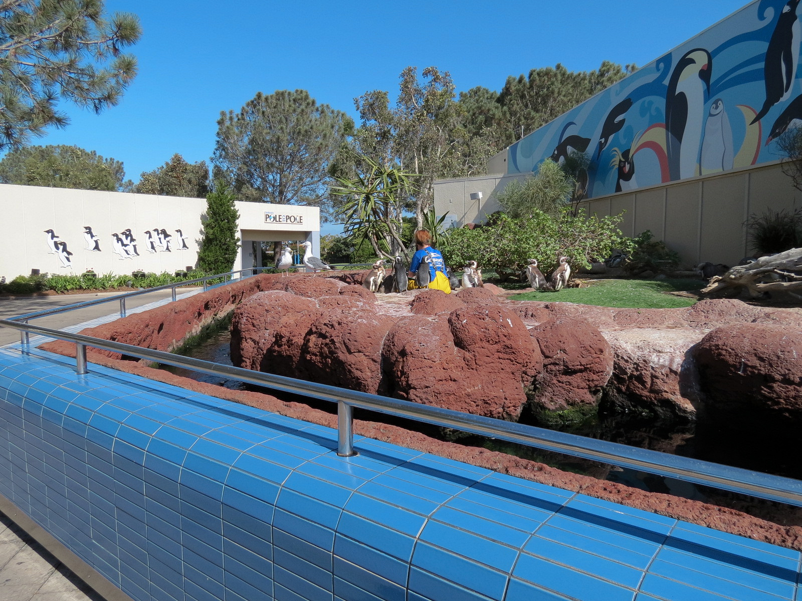 Penguin Encounter - Magellanic Penguin Exhibit