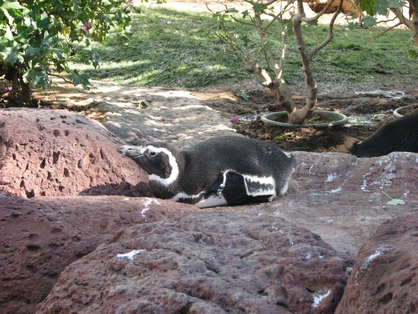 Penguin Encounter - Magellanic Penguin