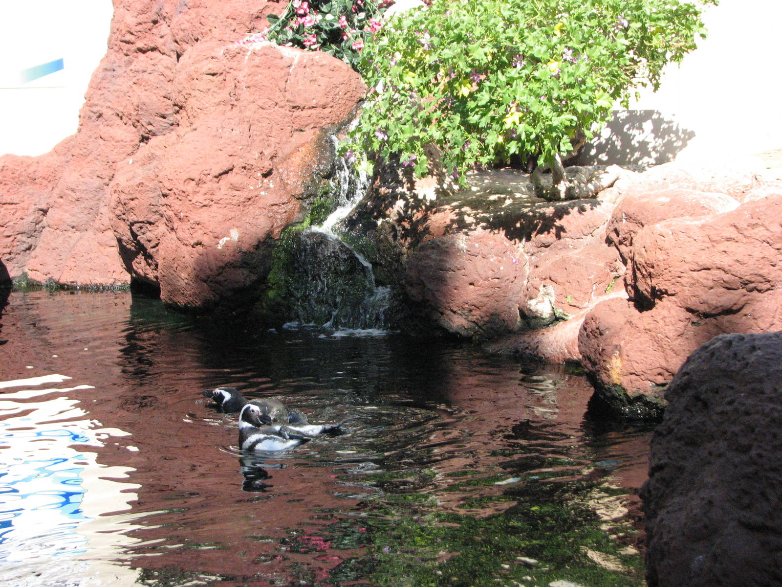 Penguin Encounter - Magellanic Penguin