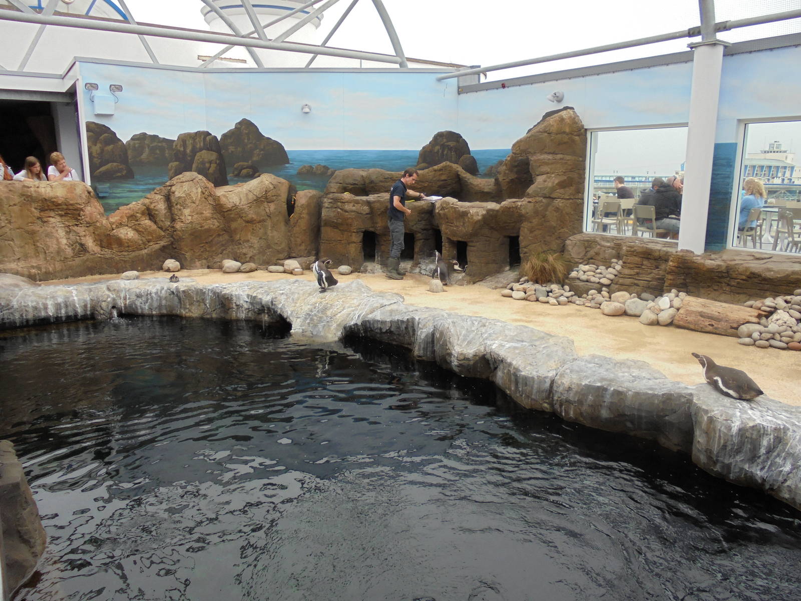 Penguin Encounter New Exhibit 2015