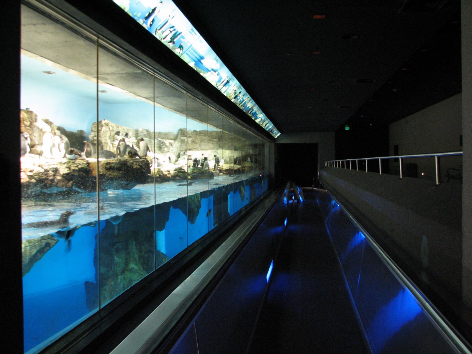 Penguin Encounter - Penguin Exhibit