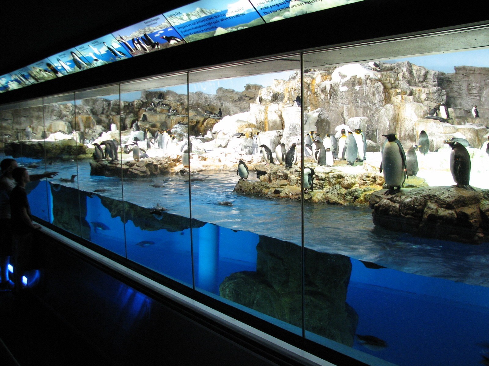 Penguin Encounter - Penguin Exhibit