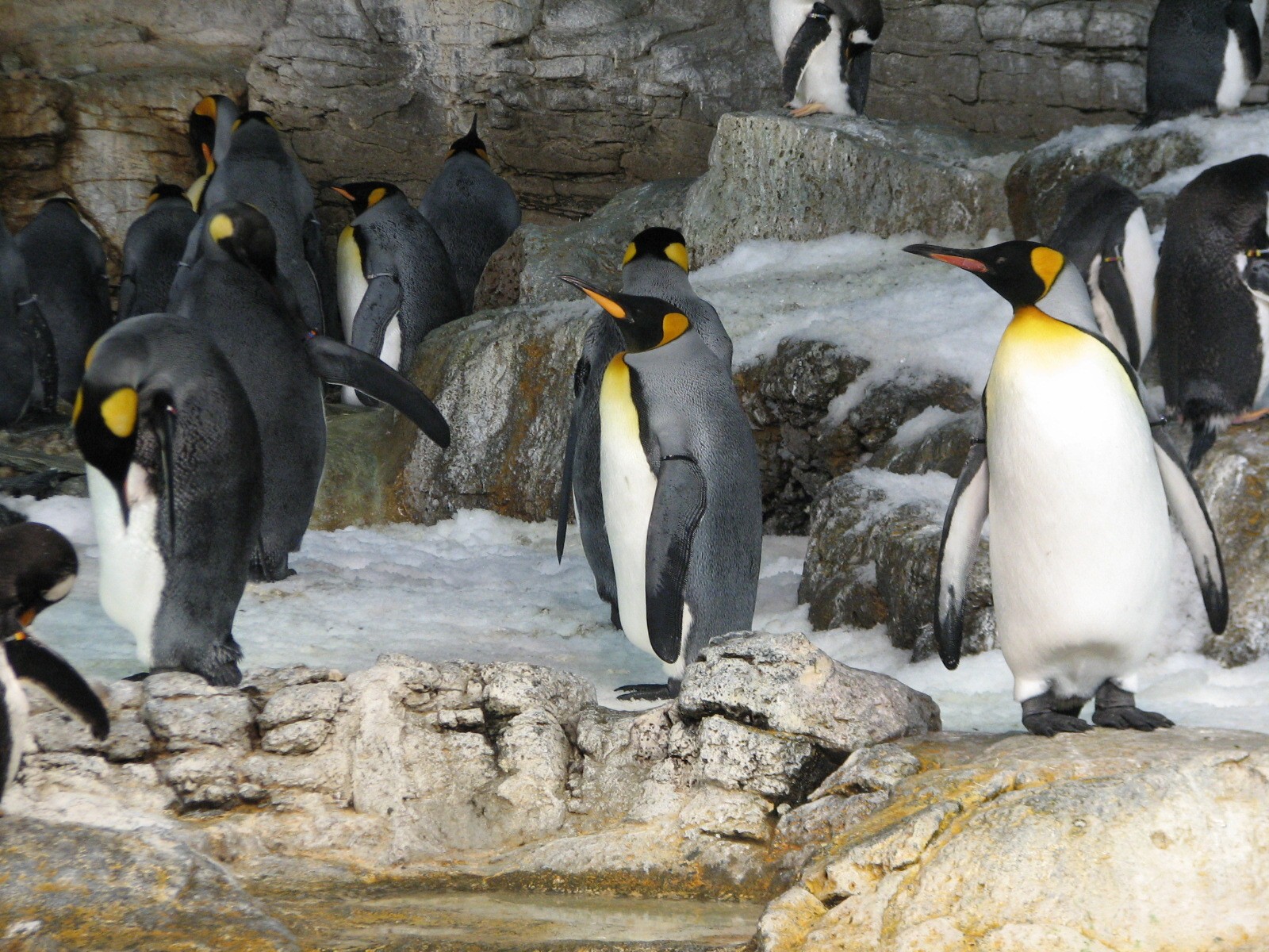 Penguin Encounter - Penguin Exhibit