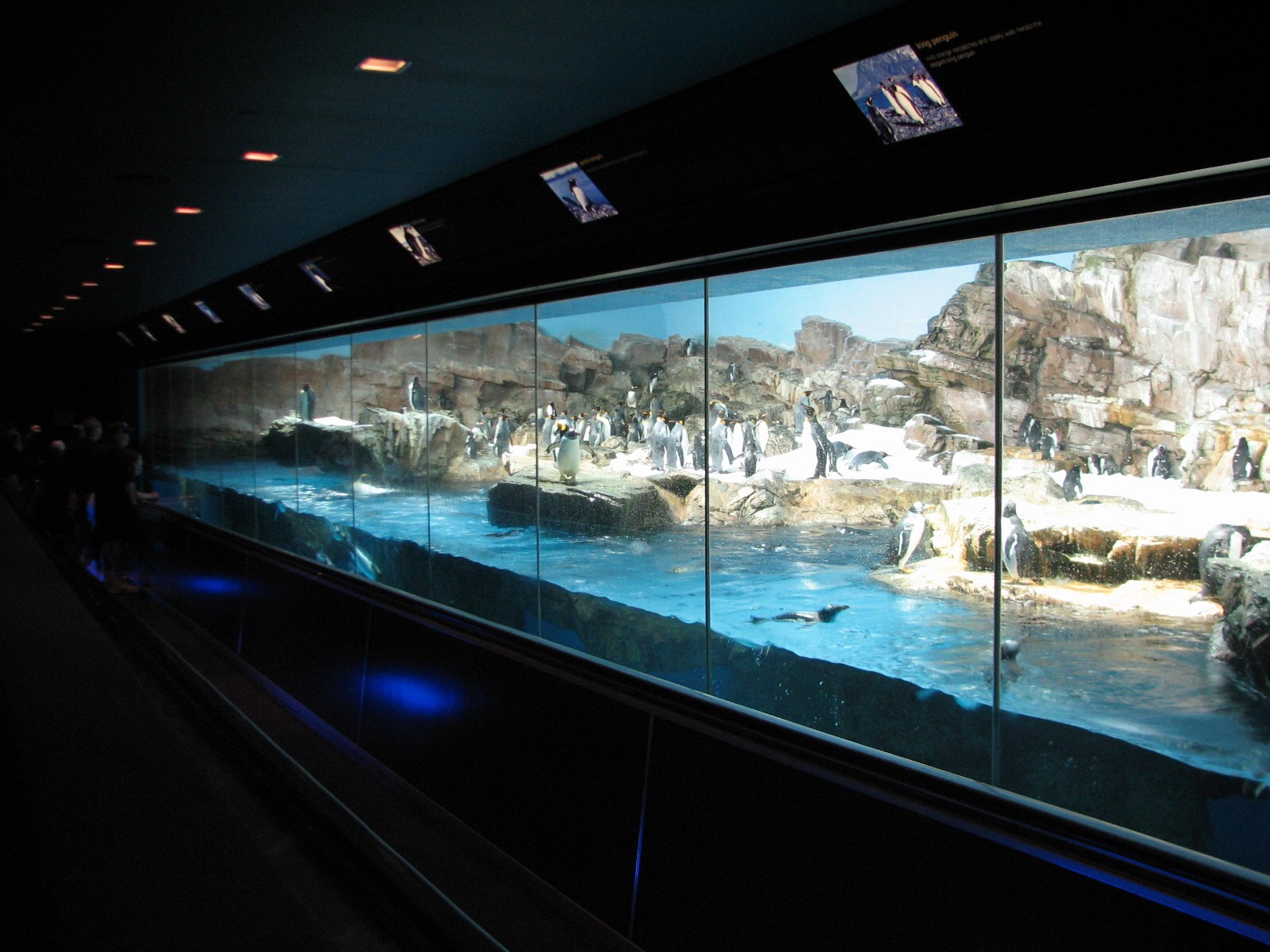 Penguin Encounter - Penguin Exhibit