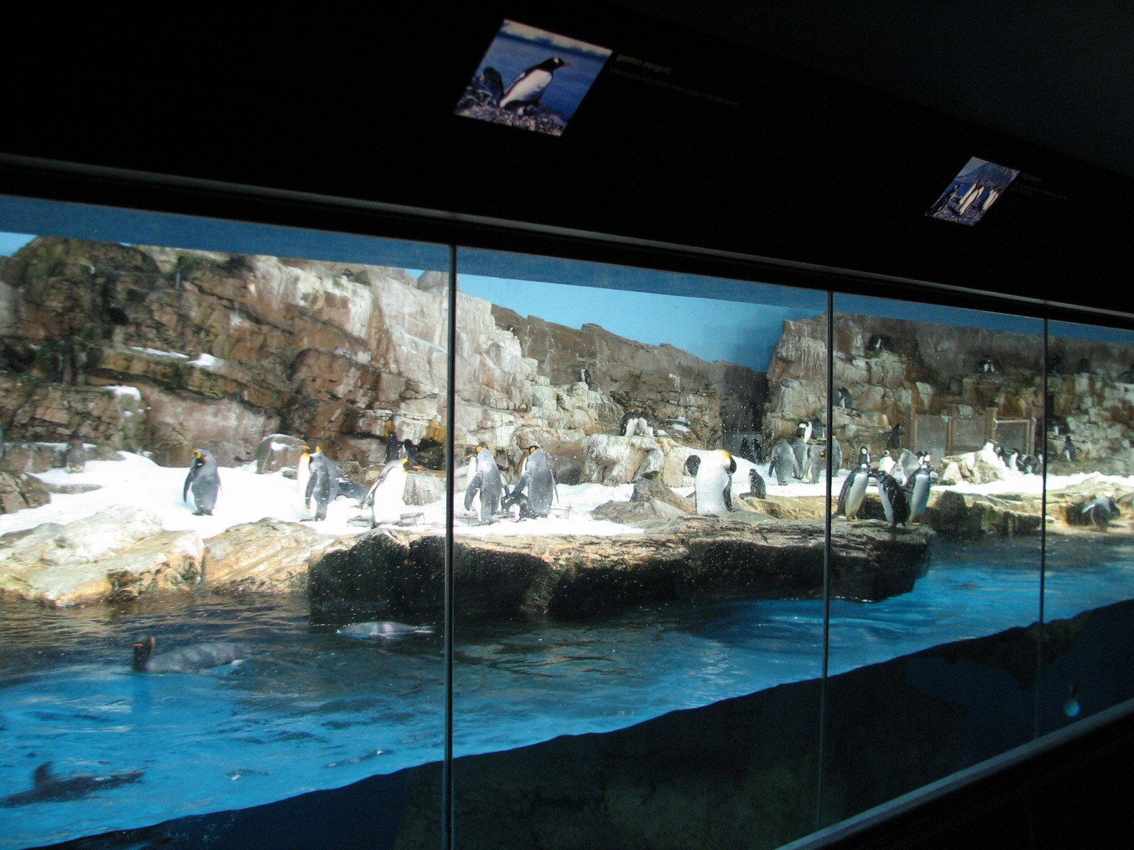 Penguin Encounter - Penguin Exhibit