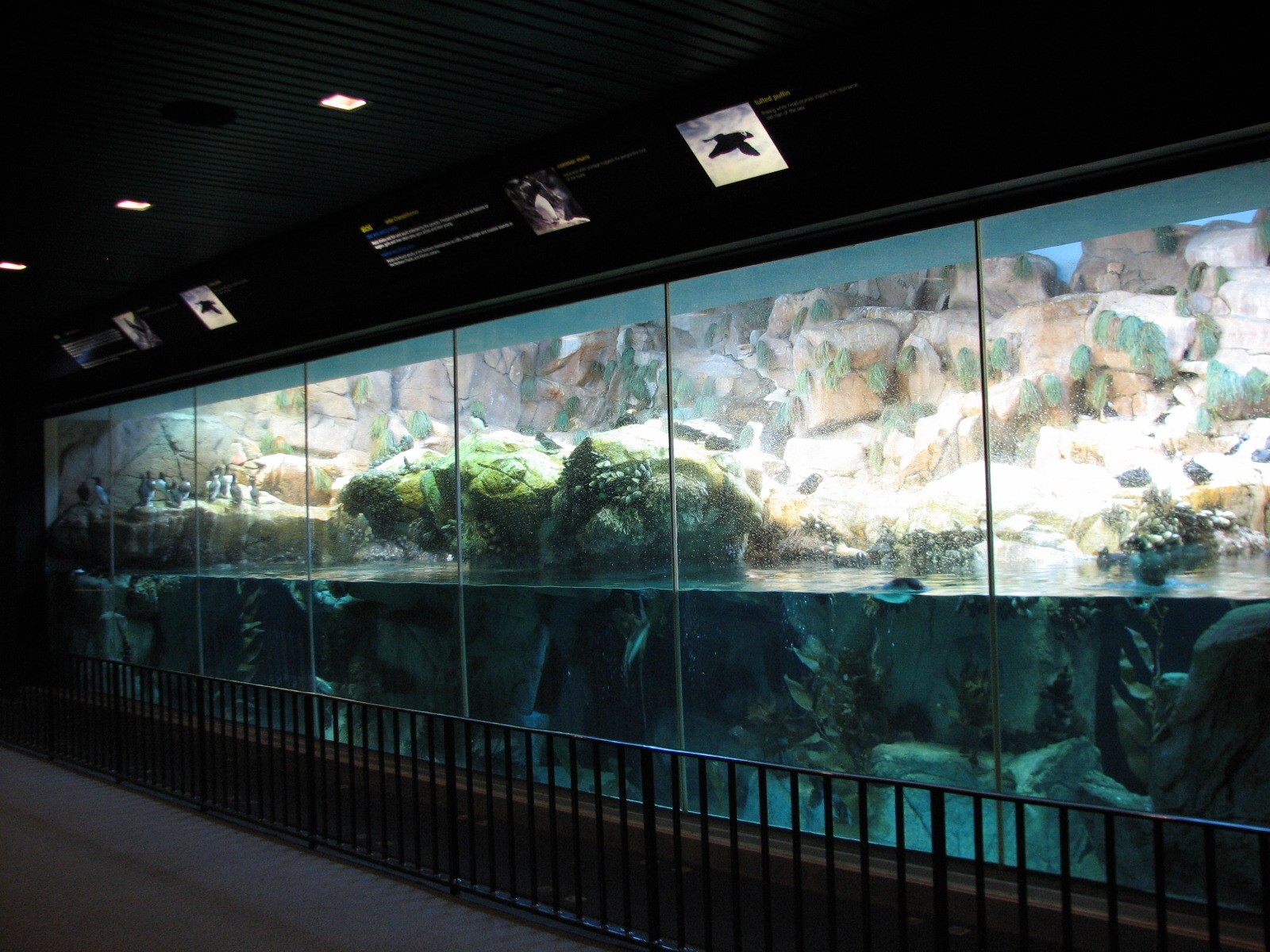 Penguin Encounter - Puffin and Murre Exhibit