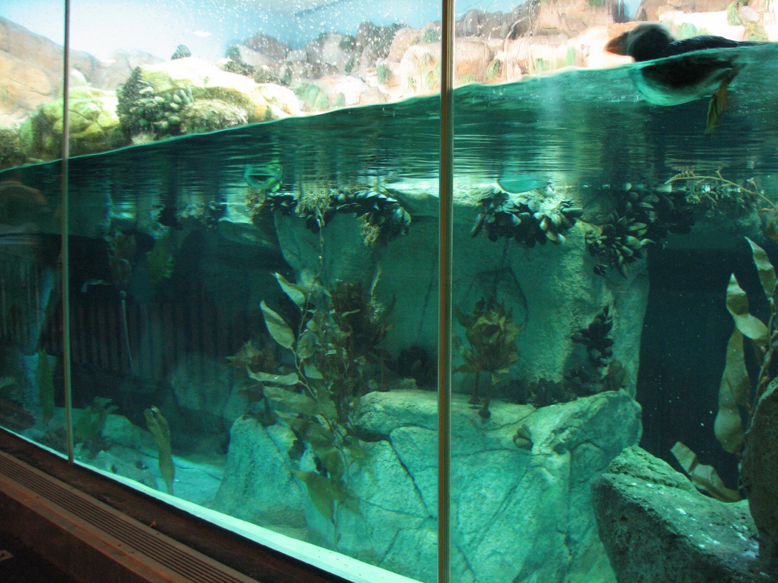 Penguin Encounter - Puffin and Murre Exhibit