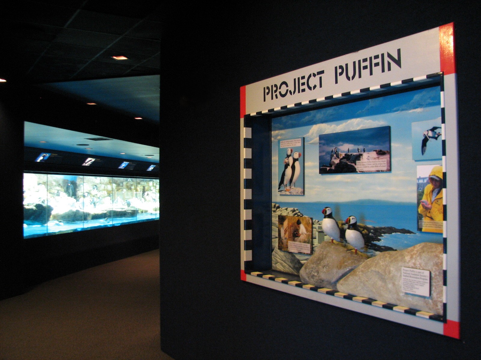 Penguin Encounter - Puffin Graphics