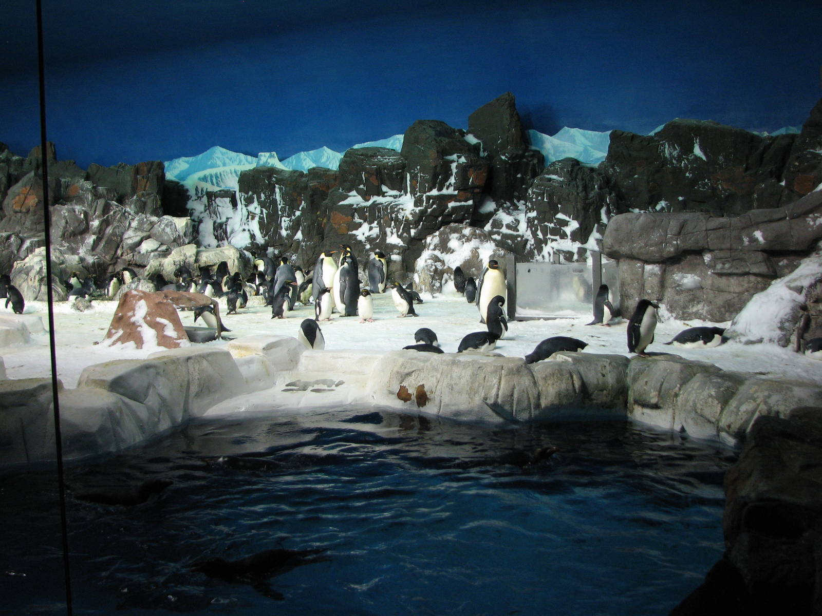Penguin Encounter