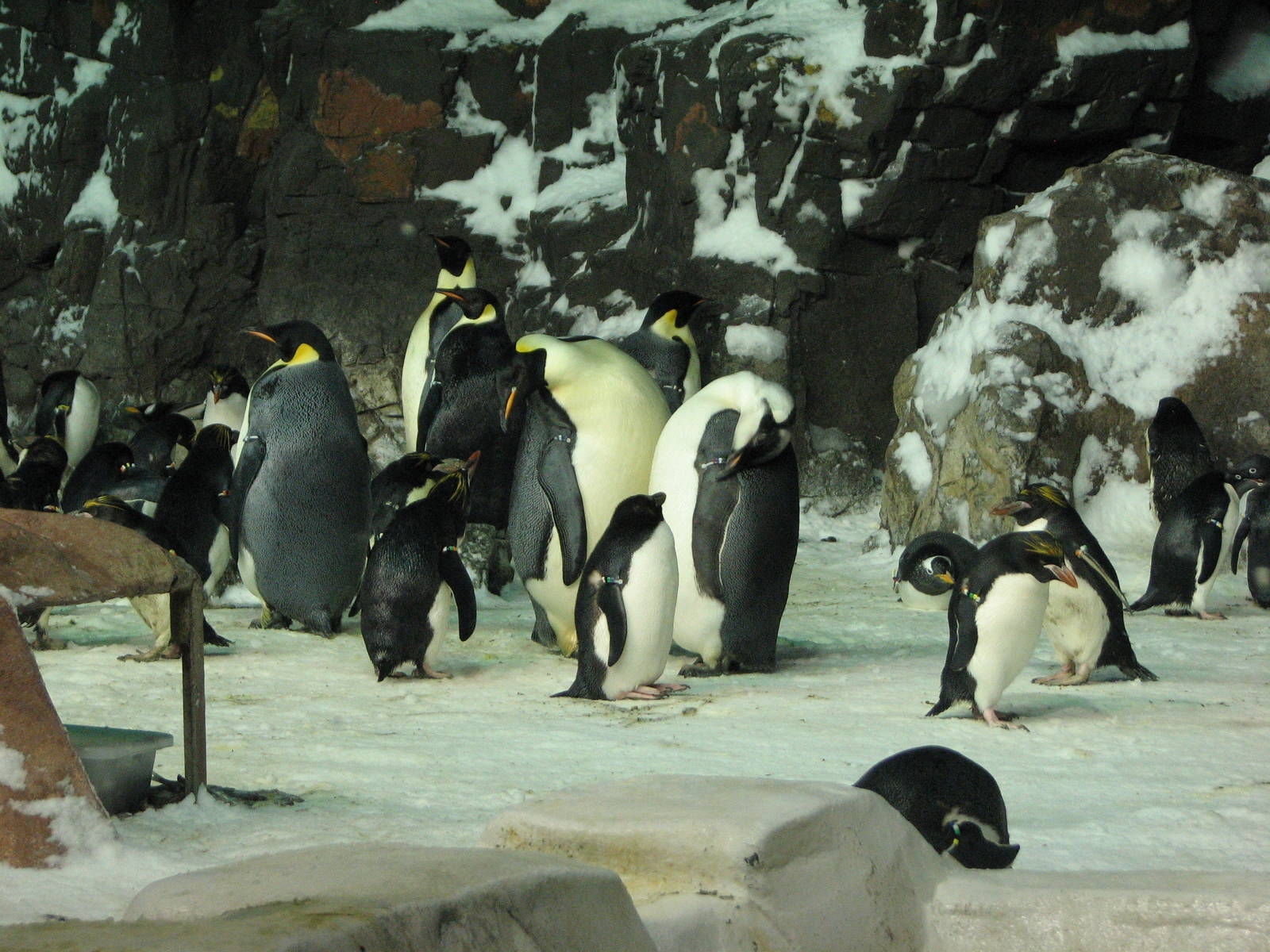 Penguin Encounter