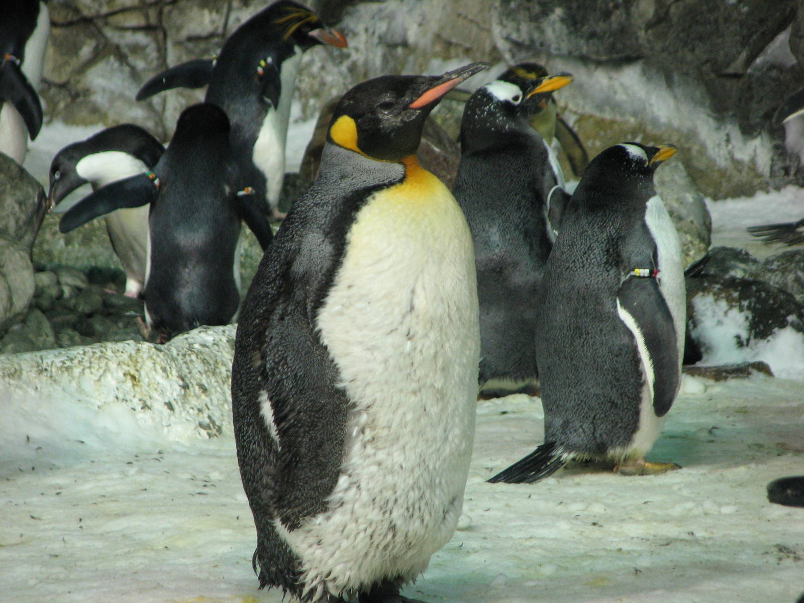 Penguin Encounter