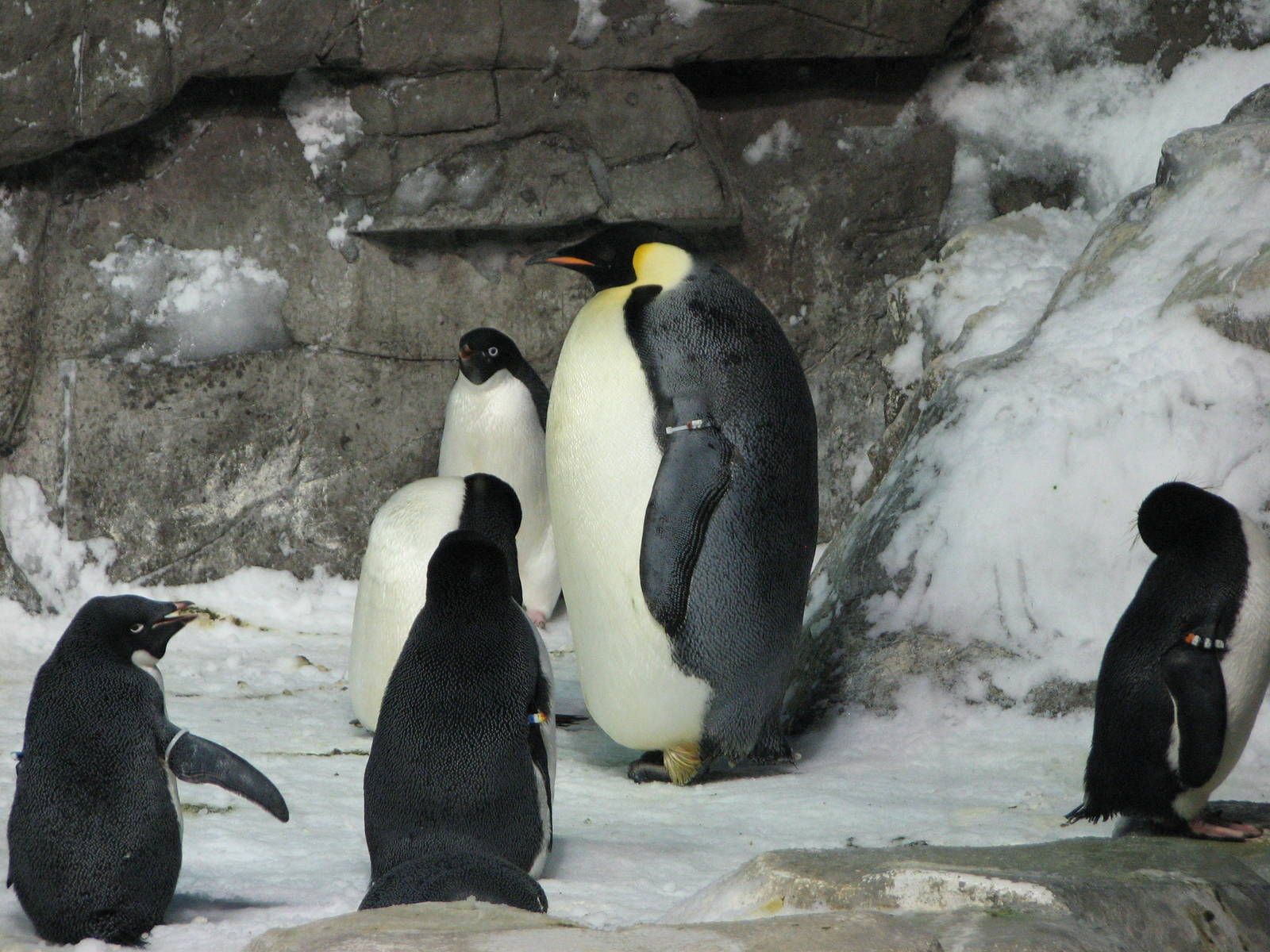 Penguin Encounter
