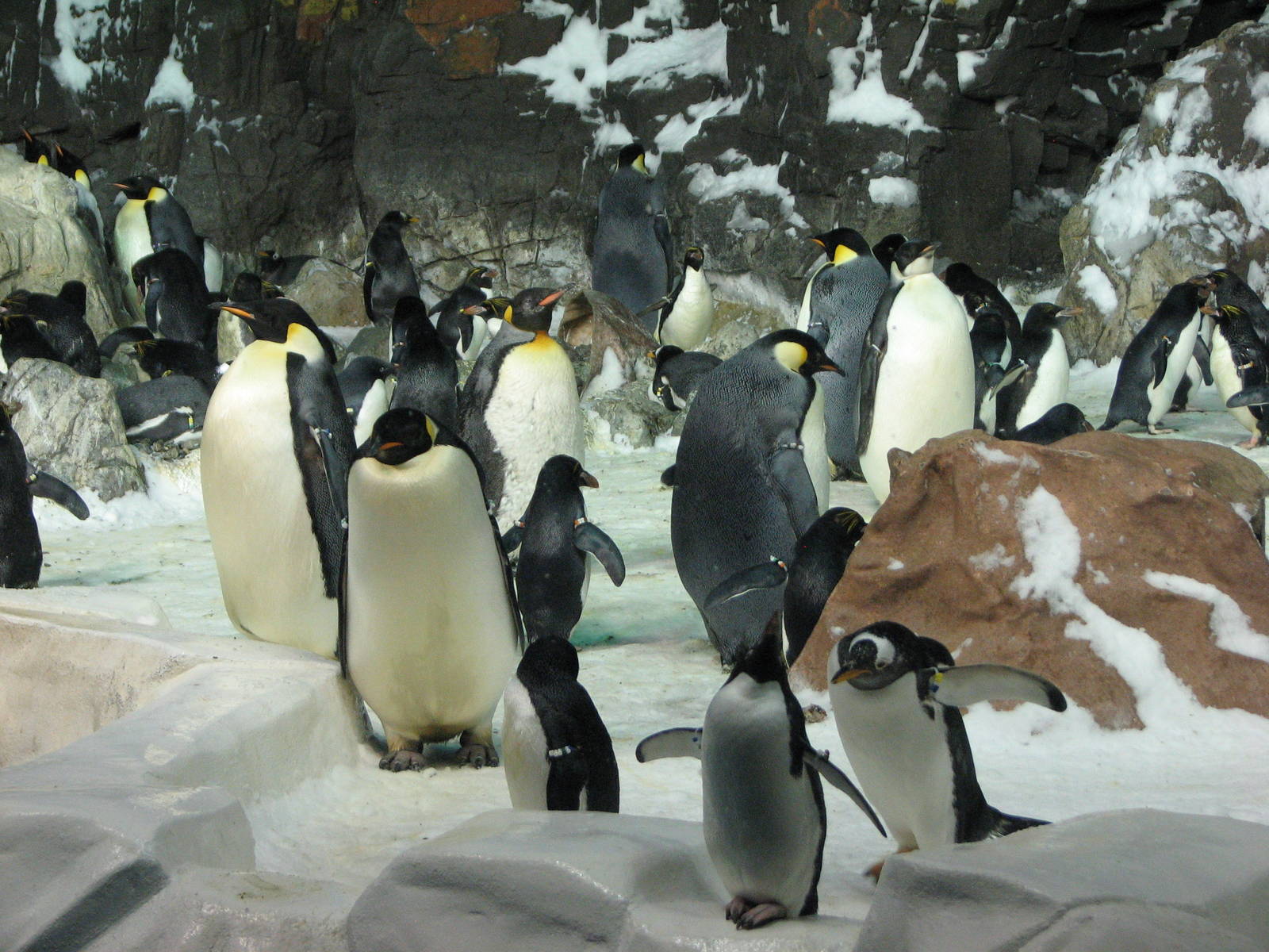 Penguin Encounter