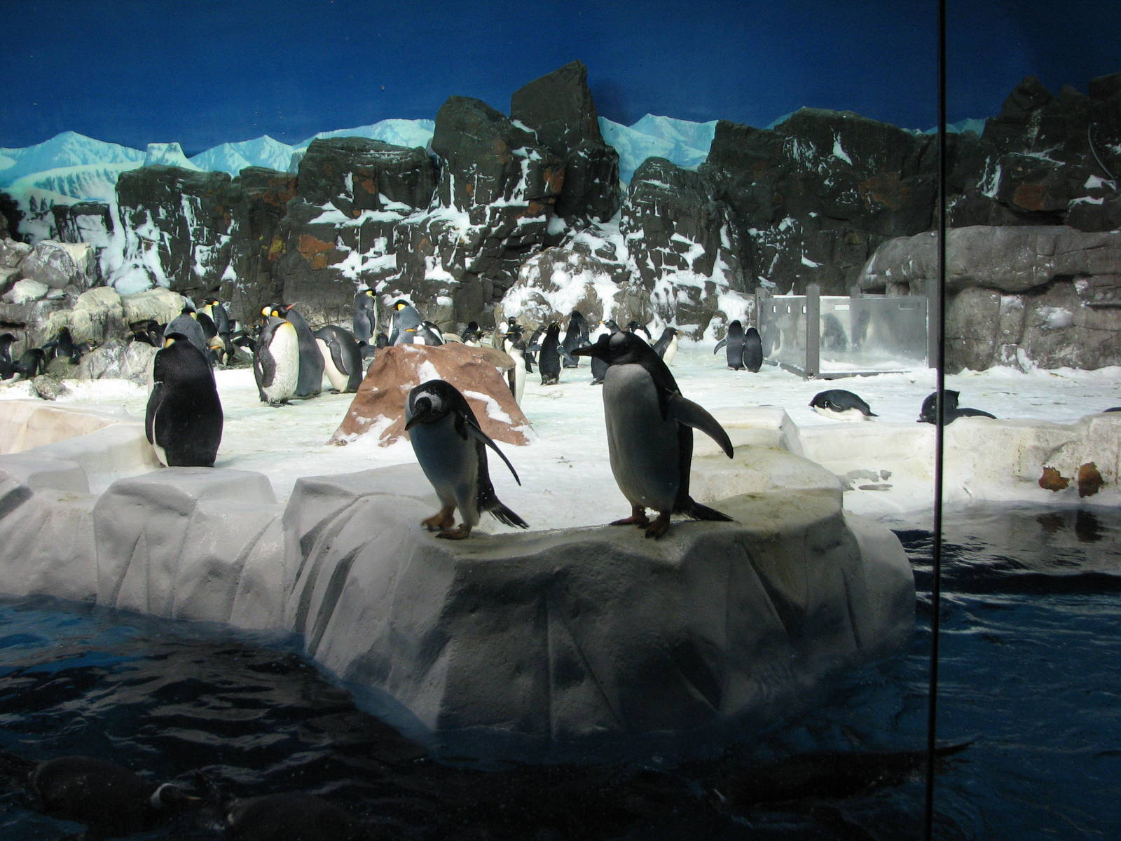 Penguin Encounter