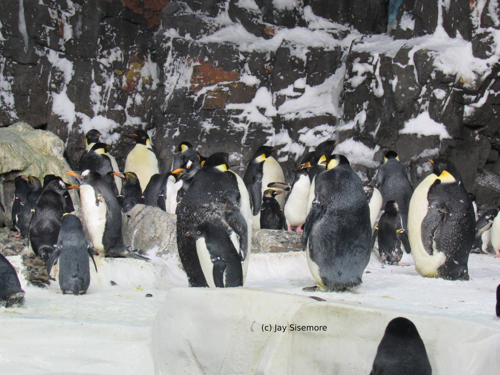 Penguin Encounter