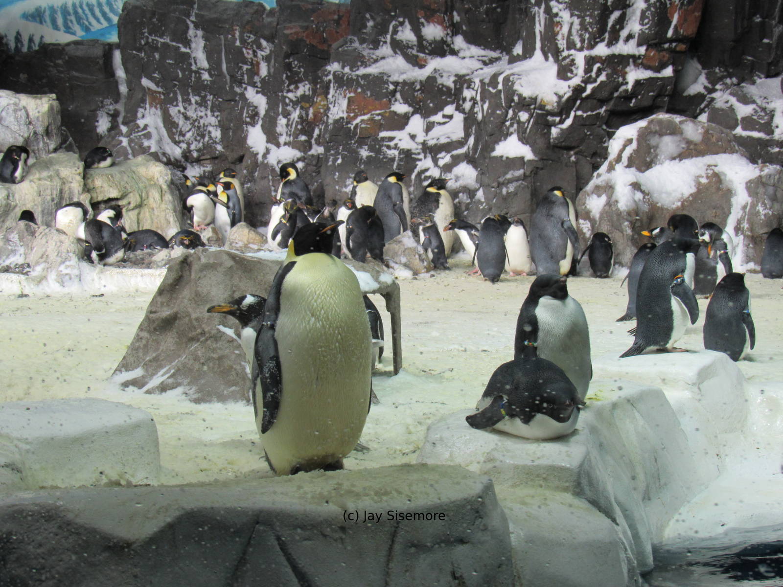 Penguin Encounter