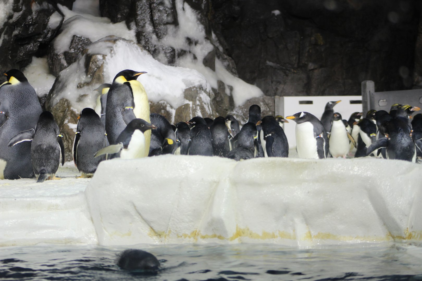 Penguin Encounter