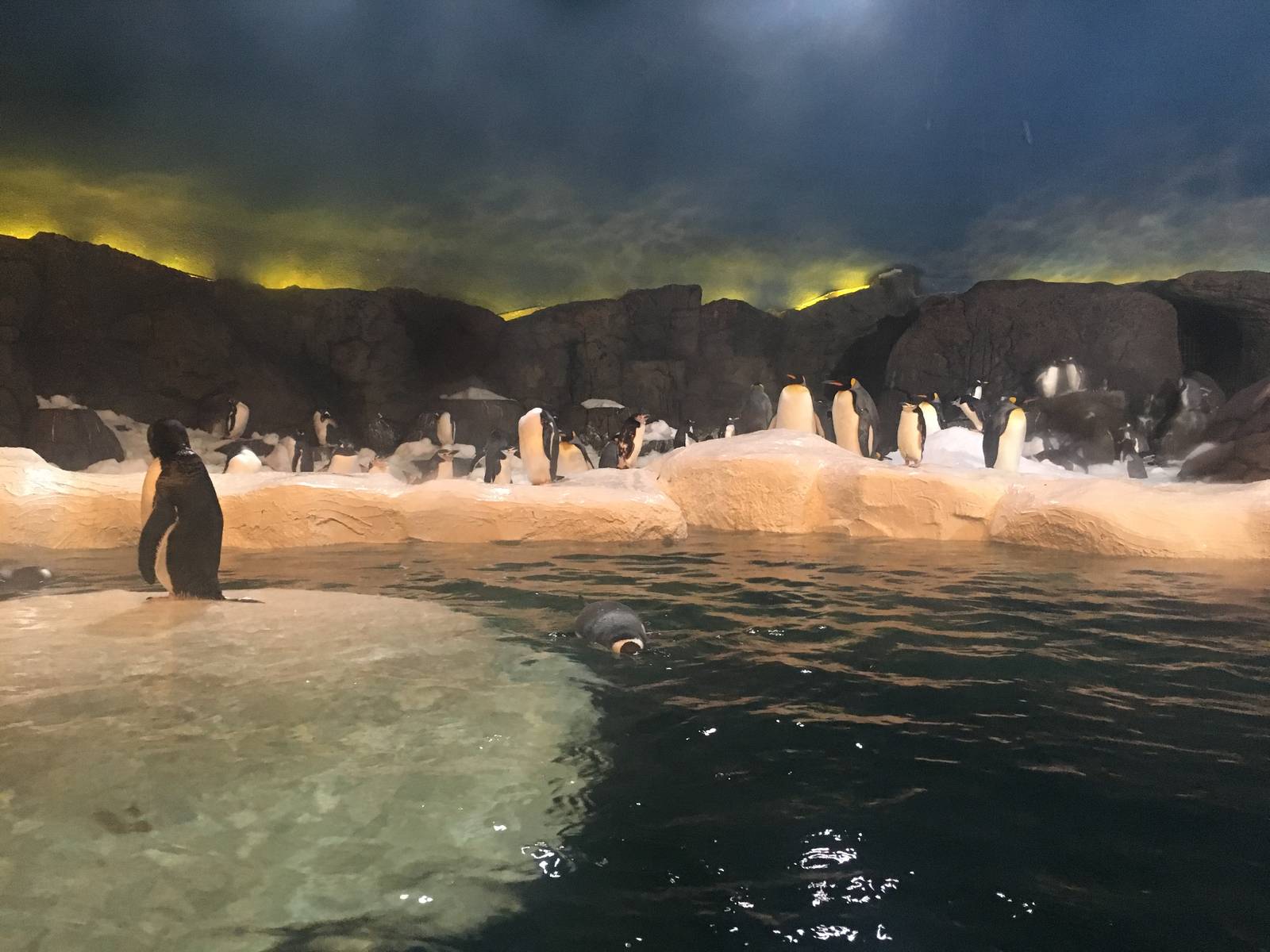 Penguin exhibit 140216