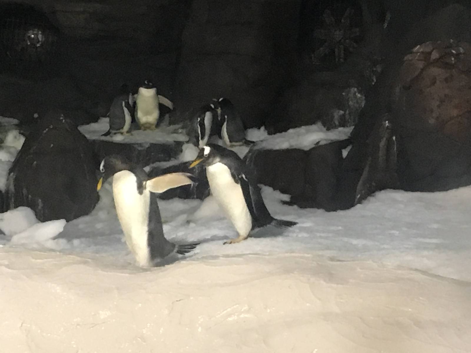 Penguin exhibit 140216