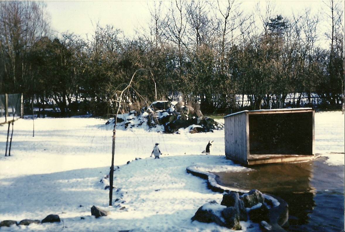 Penguin exhibit 1965