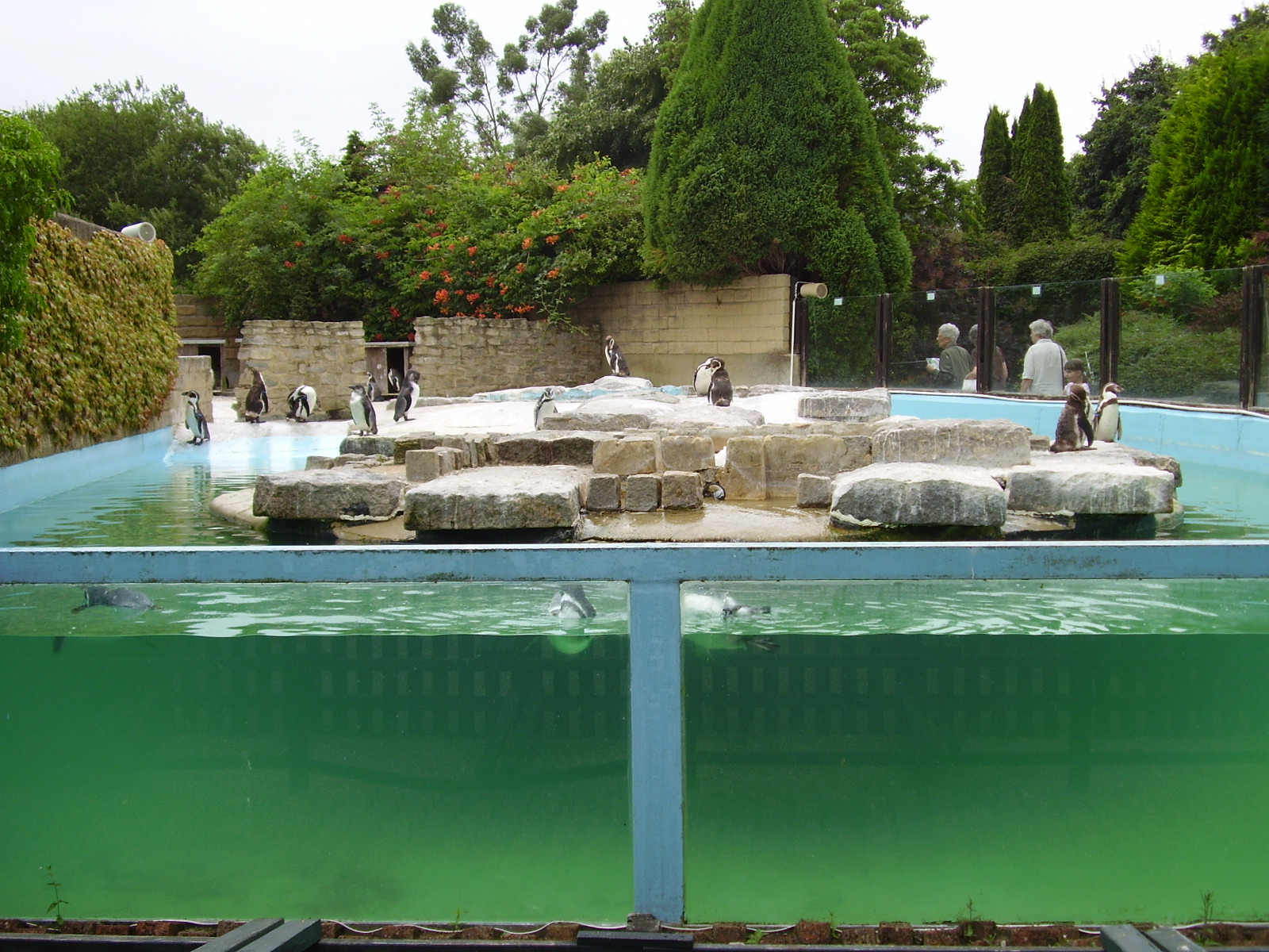 Penguin exhibit - 2006
