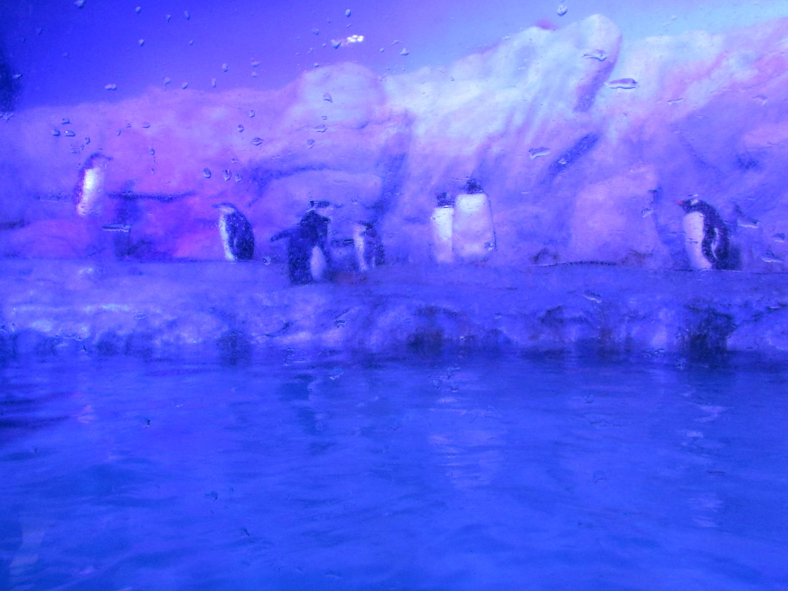 penguin exhibit acuario inbursa
