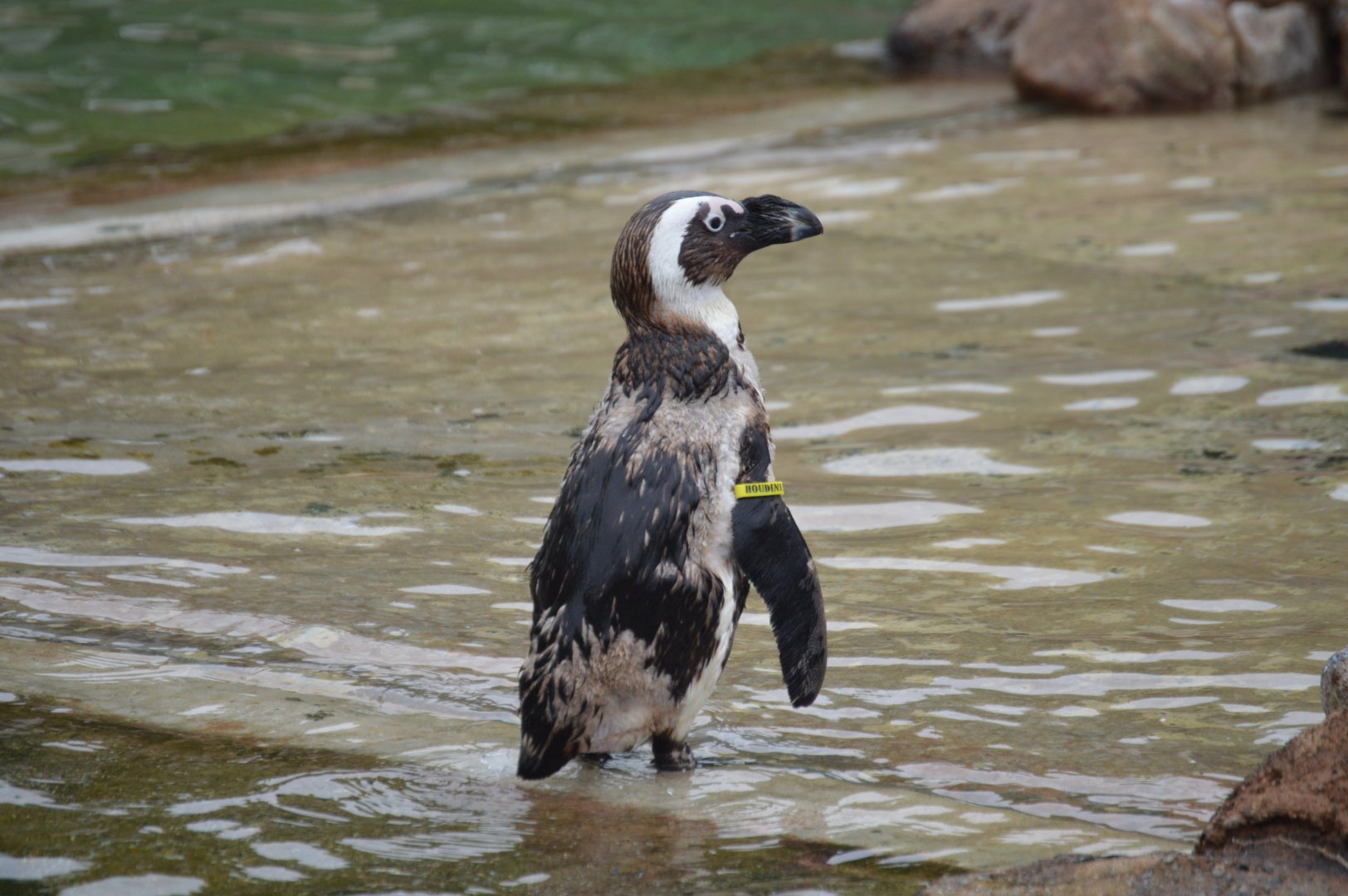 Penguin Exhibit - African Penguin (Spheniscus demersus)