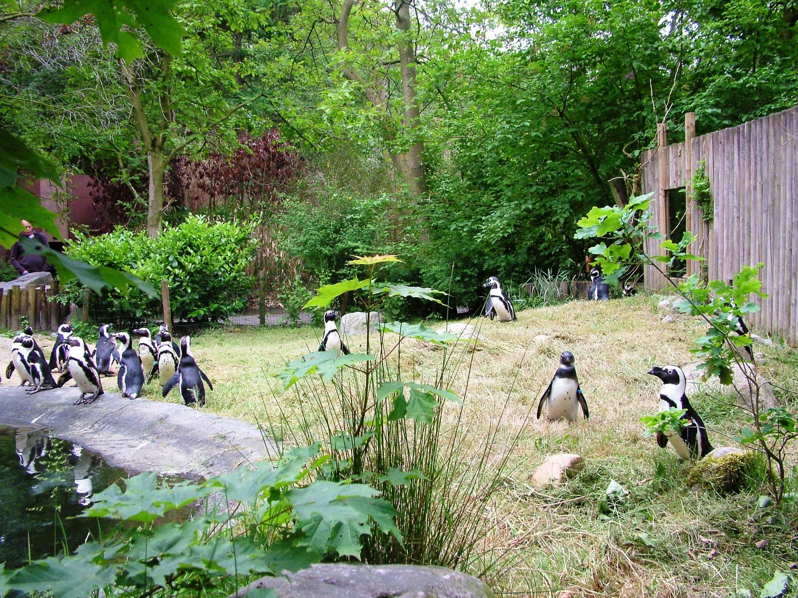 Penguin Exhibit at Amersfoort, 01/06/12
