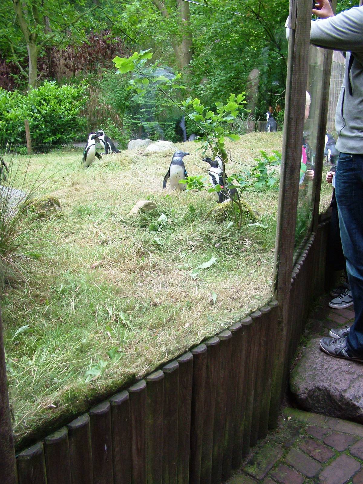 Penguin Exhibit at Amersfoort, 01/06/12