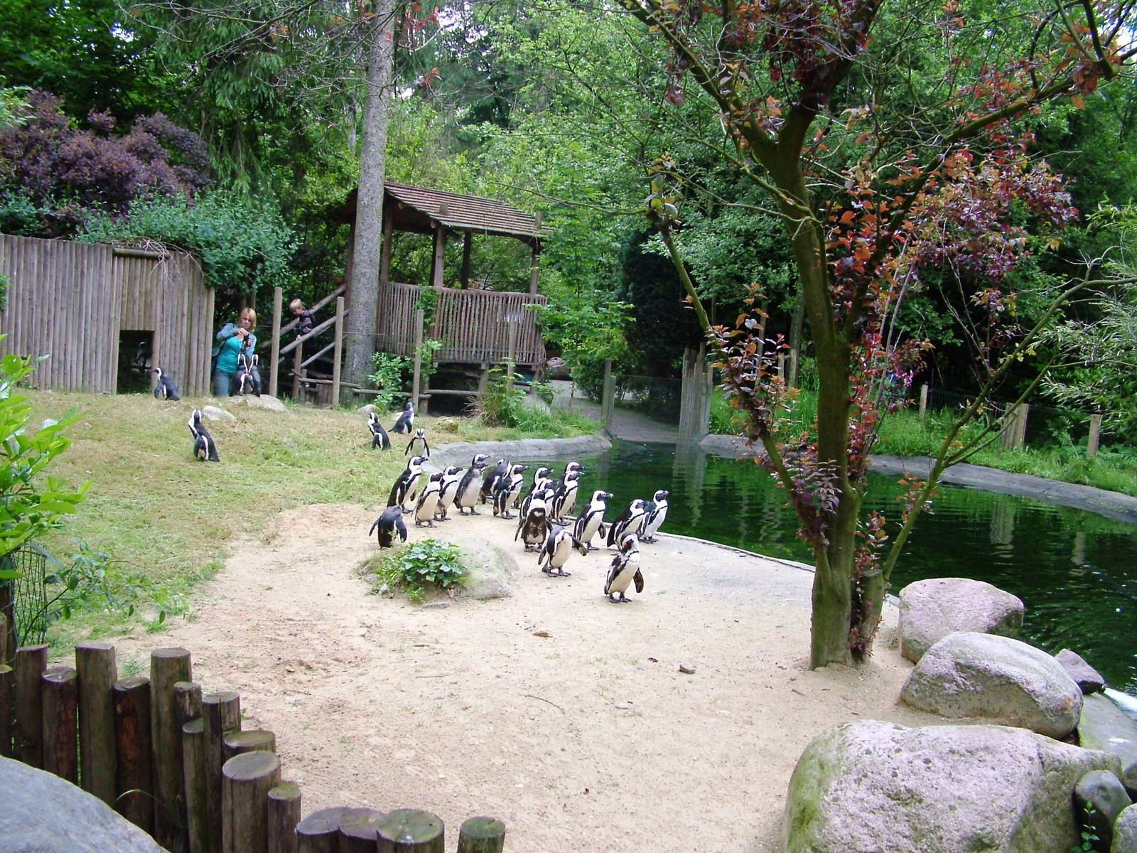 Penguin Exhibit at Amersfoort, 01/06/12