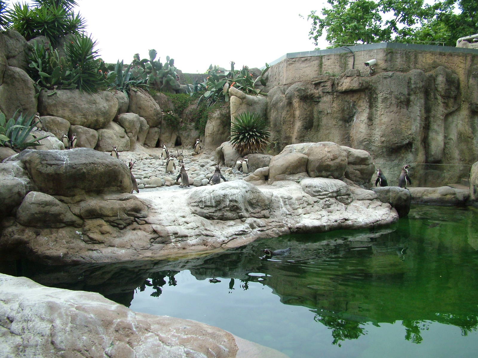 Penguin Exhibit at Barcelona, 30/05/11