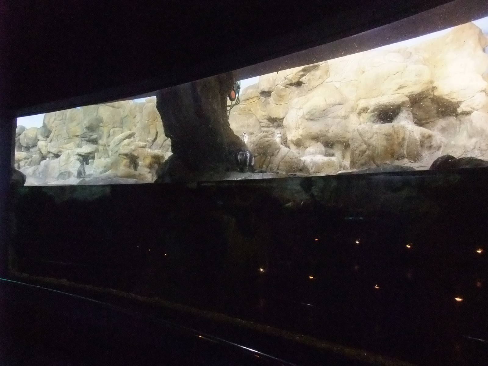 Penguin Exhibit at Barcelona Aquarium, 31/05/11