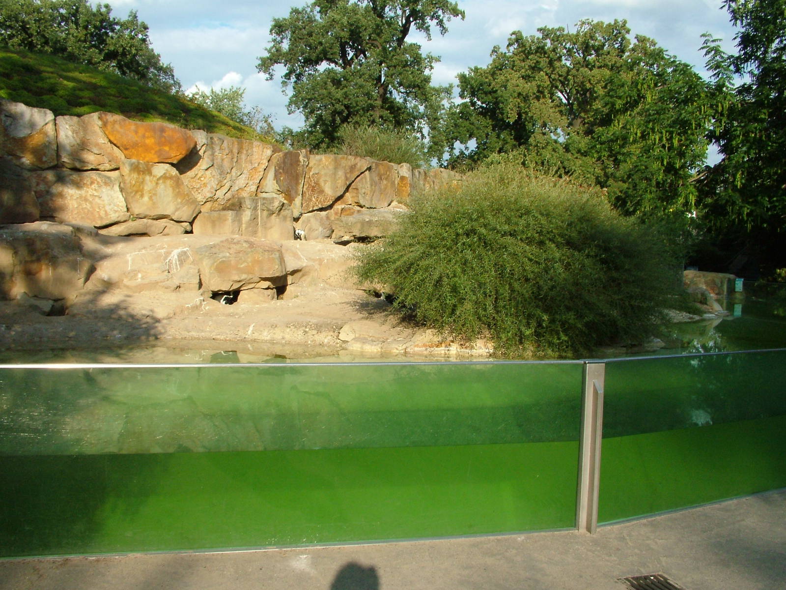 Penguin Exhibit at Berlin Zoo, 31/08/11