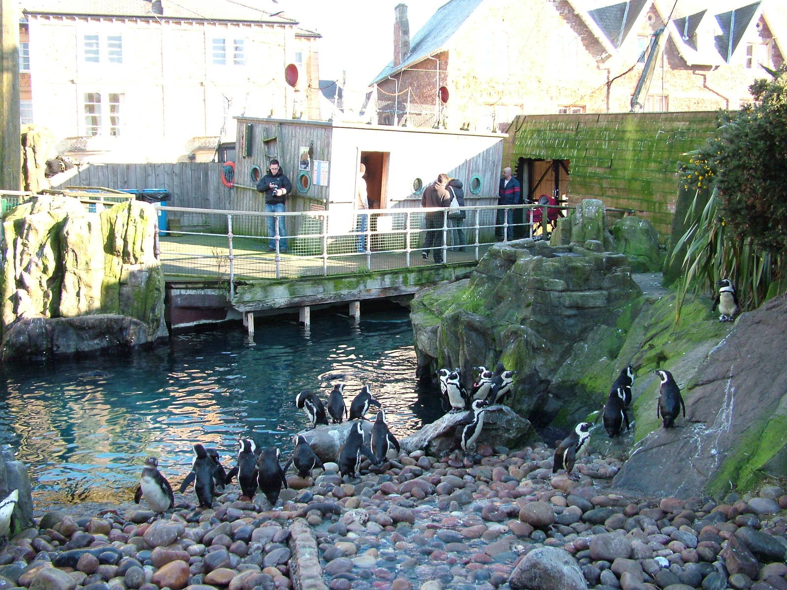 Penguin exhibit at Bristol 19/12/09