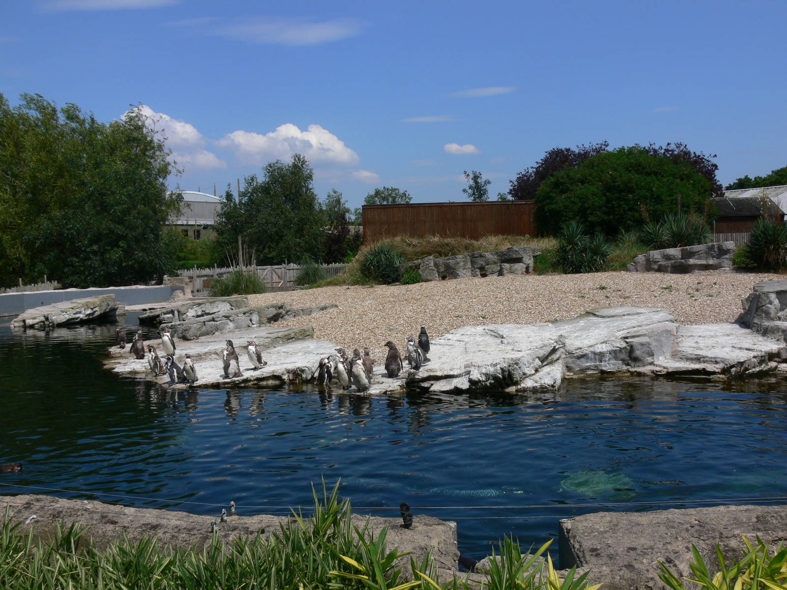 Penguin Exhibit at Chester, 23/07/14