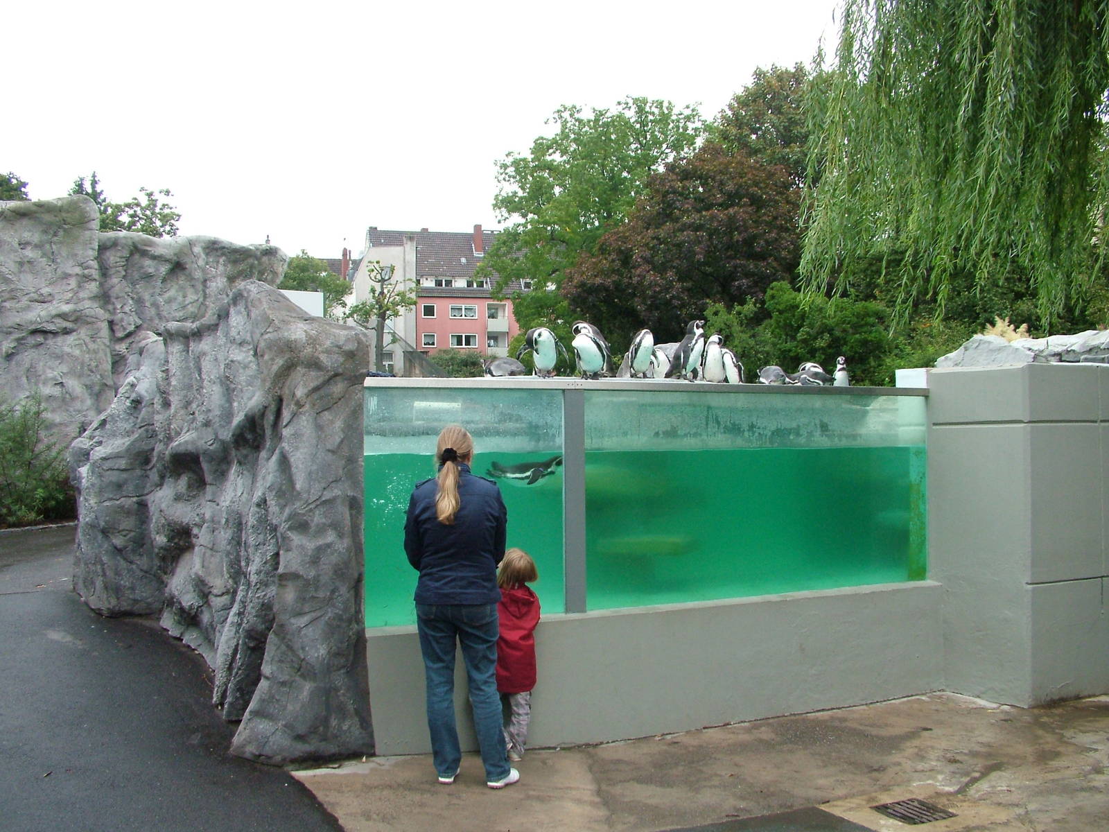 Penguin Exhibit at Cologne, 07/09/10