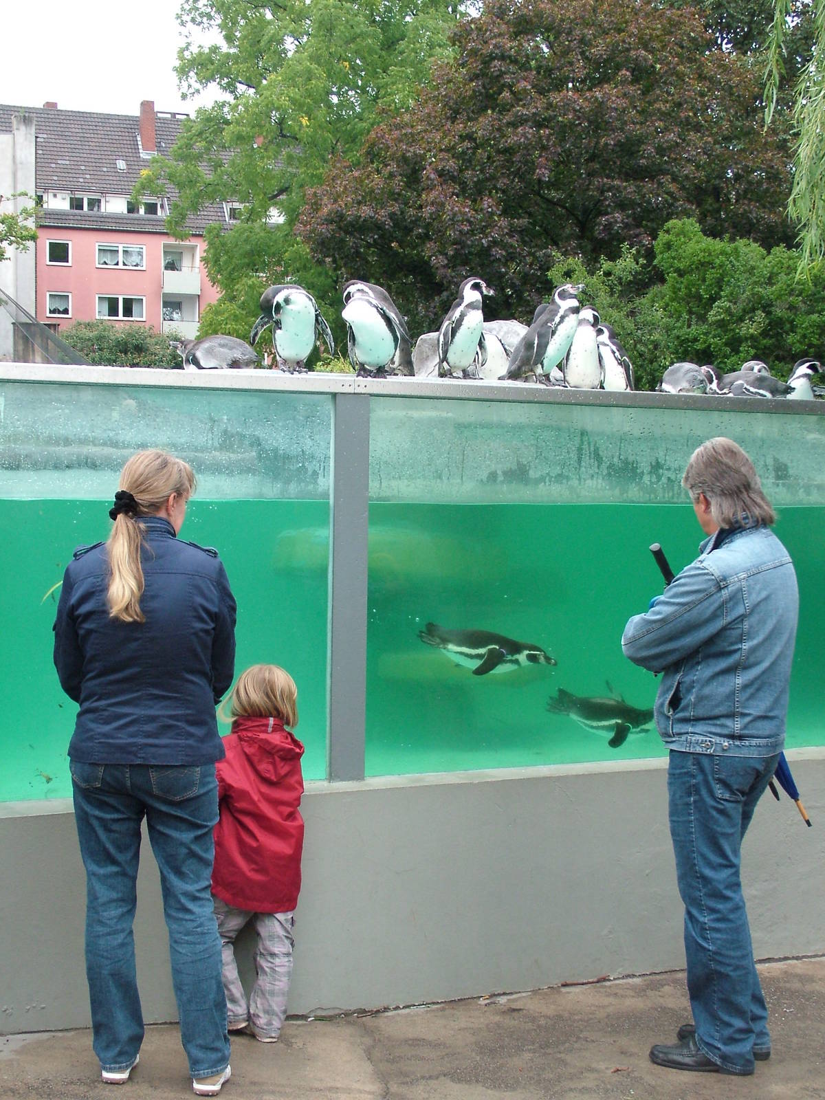 Penguin Exhibit at Cologne, 07/09/10