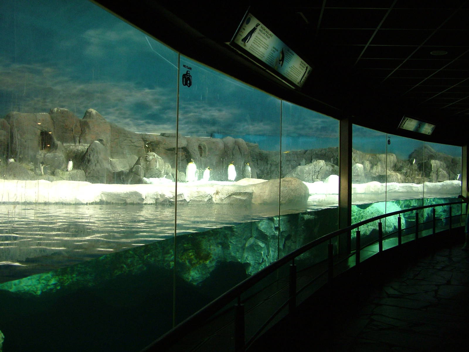 Penguin Exhibit at Faunia, 27/05/11