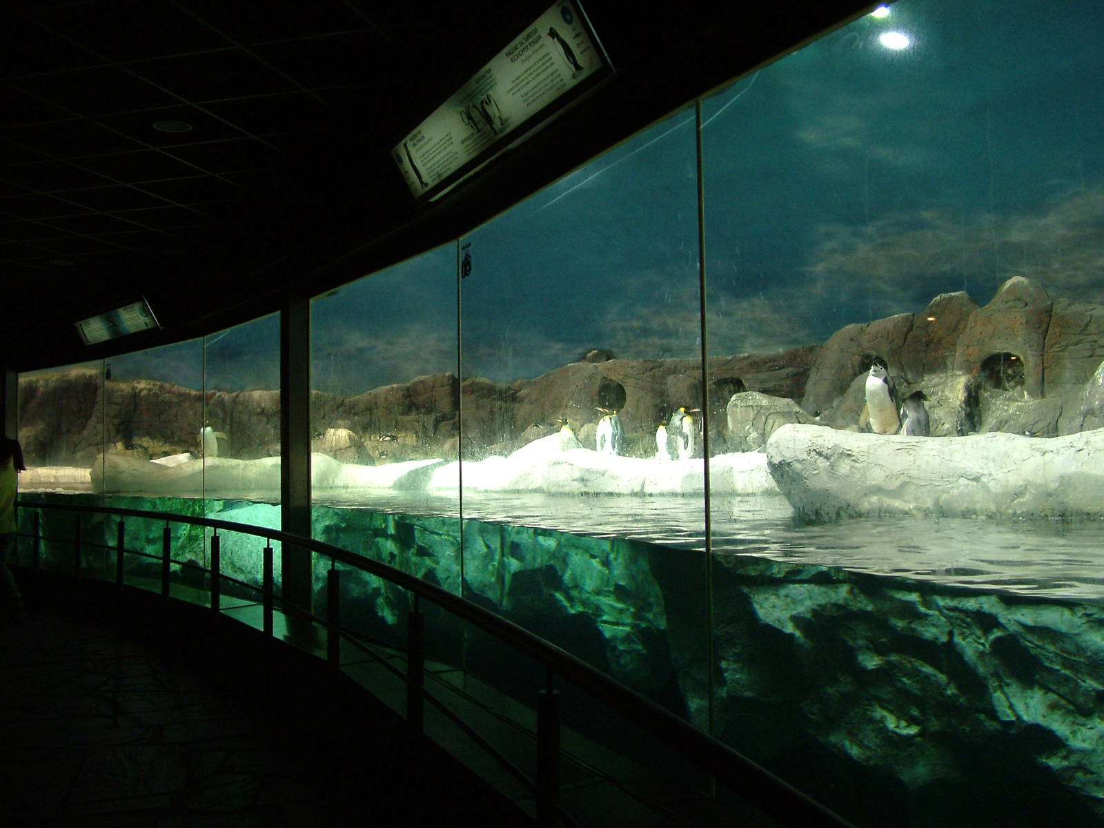 Penguin Exhibit at Faunia, 27/05/11