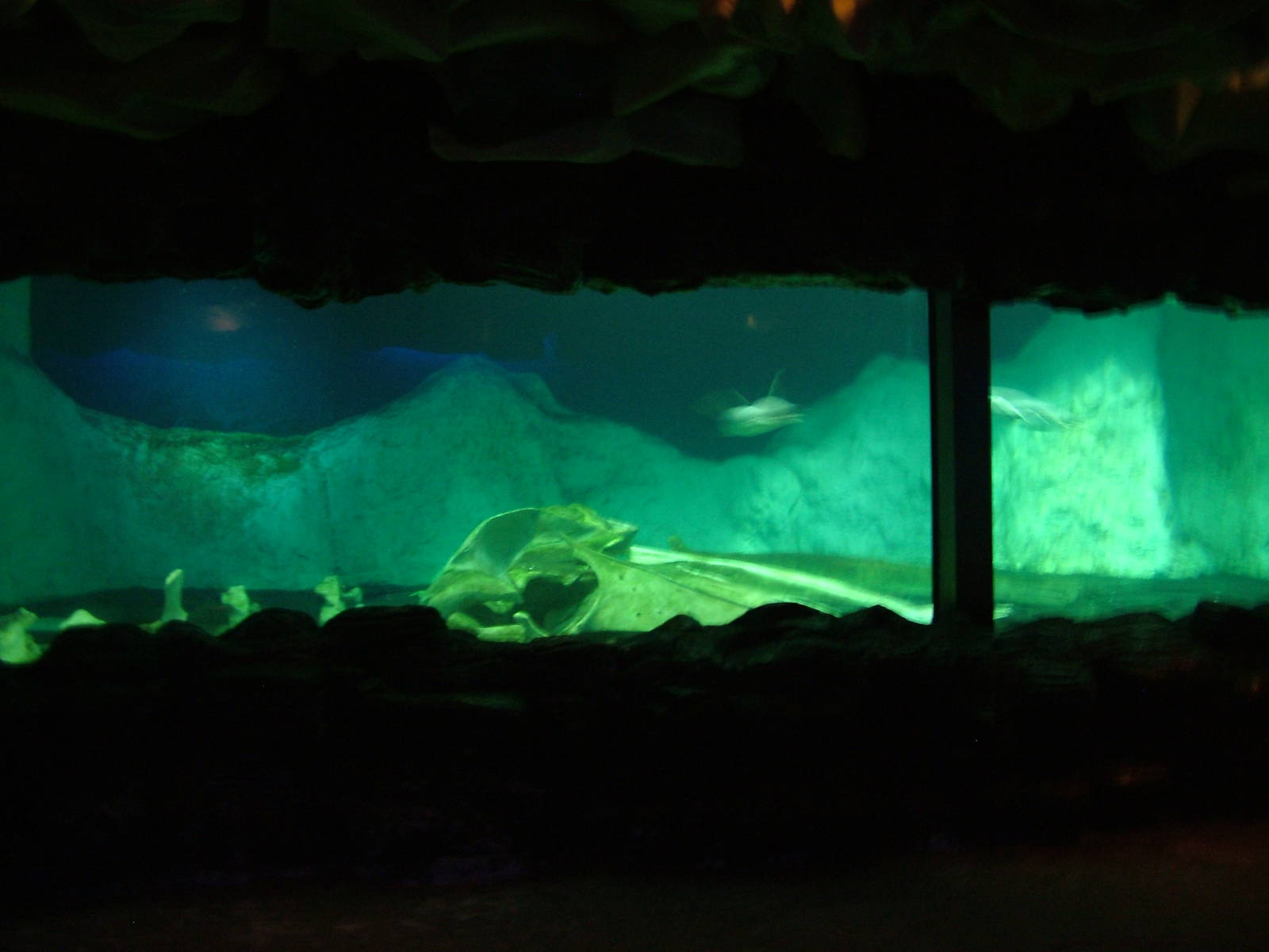 Penguin Exhibit at Faunia, 27/05/11